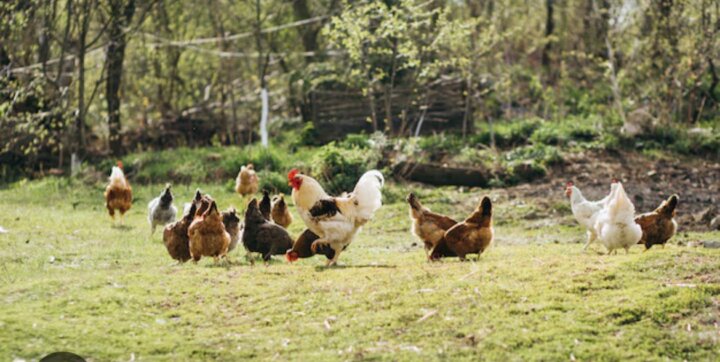 Veto do prefeito ao “Projeto das Galinhas” volta à Câmara e decisão final fica nas mãos dos vereadores
